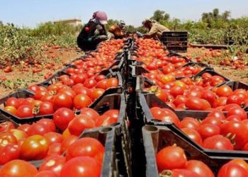 Entre 800 y 1.000 pesos cuestan las “jaulas” de tomate para envasar