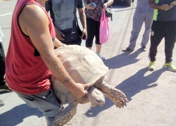Clarín contó cómo se encuentra la tortuga africana hallada en San Rafael: afirman que en Buenos Aires le salvaron la vida