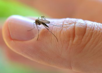 Los mosquitos «invaden» Mendoza: a qué se debe y hasta cuándo se quedarán