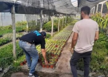 Alerta: Secuestran al menos 300 cactus alucinógenos en viveros del oeste del conurbano