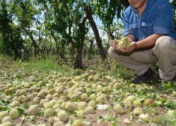 El próximo lunescomienzan los pagos del Seguro Agrícola