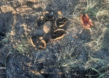 Malargüe: Dos personas fueron aprehendidas por caza de piches