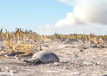 Continuará hasta mayo la sequía que La Niña causó en gran parte del país
