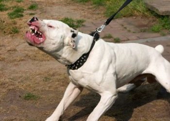 Vecinos reclaman por la presencia  de perros violentos en el barrio