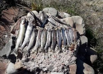 Alertan por depredación de peces en la cuenca del río Diamante