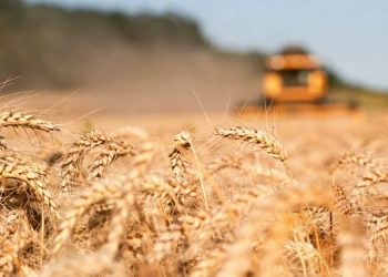 Cómo afecta la guerra al precio del trigo