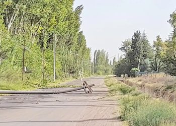 Caída de árboles, ramas y cables por el viento Sur