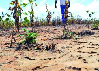 Emergencia agropecuaria: hasta el 19 de abril hay tiempo para la denuncia de daños