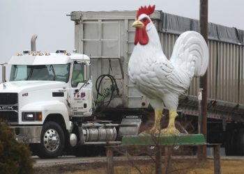 Millones de aves sacrificadas y cadenas de suministro rotas: el precio de los huevos se dispara por la gripe aviar y la crisis ucraniana