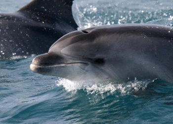 Aseguran que Rusia desplegó «un ejército de delfines» en Crimea para proteger su Armada