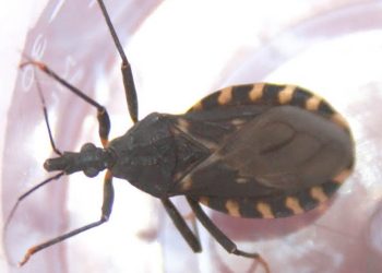 Chagas: Mendoza trabaja para dejar de ser zona de alto riesgo