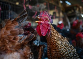 Confirman en EE.UU el primer caso de infección en humanos de una cepa altamente contagiosa de gripe aviar