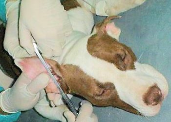 Despacho favorable a proyecto que prohíbe la mutilación de mascotas con fines estéticos