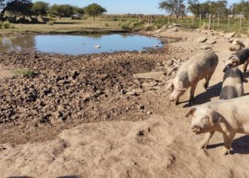 Detectan en Córdoba 46 nuevos casos de triquinosis y ya son 59 los diagnosticados