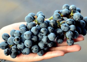 El Malbec, bandera de la vitivinicultura argentina