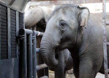 Día del Animal: Mendoza prepara el traslado de Pocha y Guillermina al Santuario de Elefantes en Brasil