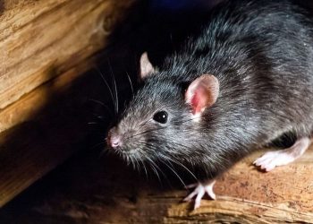 Los vecinos se quejaron de una plaga de ratas con una foto que se hizo viral: “Lo más tierno que vi”