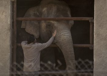 Mendoza reclamó que Nación autorice el envío de las elefantas del zoo a Brasil