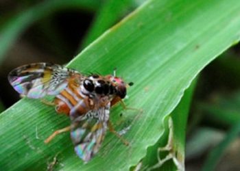 Plan de acciones correctivas ante la detección de mosca del Mediterráneo en San Rafael