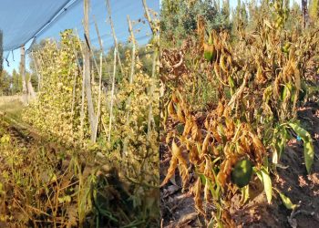 Productores devastados por la helada: «es la peor temporada en 14 años de actividad»