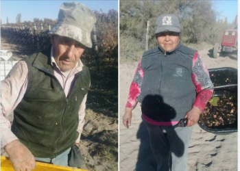 Tienen 70 y 68 años y siguen en la cuadrilla de cosecha de uva