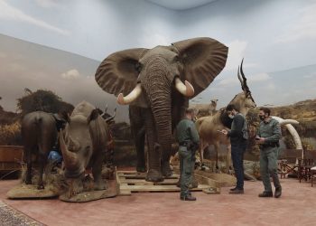 Tobillos de elefantes, sillas de cocodrilo o un tigre de bengala: hallan en una nave la mayor colección ilegal de animales disecados de España (VIDEO)