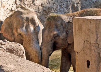 Tras la polémica, aprobaron el traslado de las elefantas a Brasil