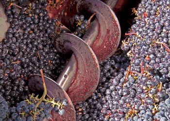 Un operario de una bodega cayó en una moledora de uva y sufrió la amputación de sus pies