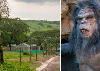 Salta: aseguran haber visto un «ucumar», un animal mítico del norte argentino