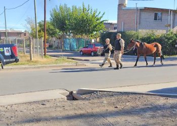 Detalles macabros en el allanamiento de un matadero de caballos en la Isla del Río Diamante