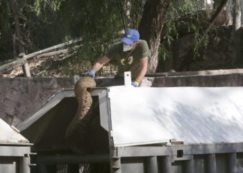 De Mendoza a Brasil: quiénes estuvieron a cargo del traslado de las elefantas