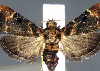 Descubren en el equipaje de un viajero en EE.UU. huevos de una especie de polilla que no había sido vista en más de un siglo