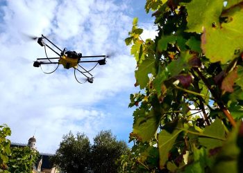 Toman muestras de suelo de viñedos tras analizarlos con vuelos de drone