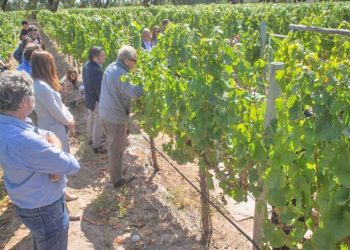 El INTA realizará jornadas dirigidas a productores vitícolas