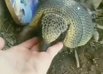 El armadillo “Pichín” será liberado en una reserva natural