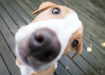 El original y divertido nombre que un inglés le puso a su perro