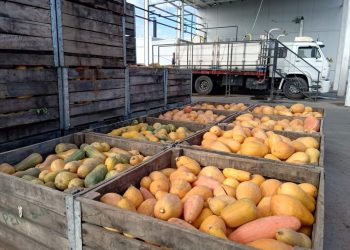 Los productores de zapallo han tenido una excelente cosecha este año