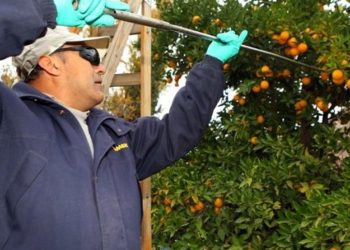 Iscamen recuerda inicio de temporada de cosecha de críticos