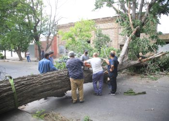 Realizan un control de árboles en riesgo de caída en distritos