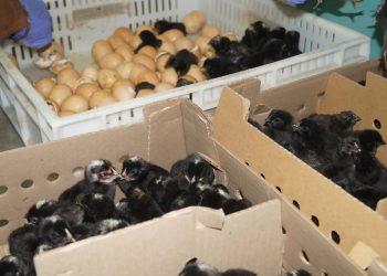 Se cumplen 12 años del Centro Multiplicador de Aves del INTA Rama Caída