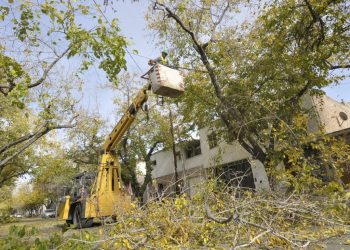 Se inicia la temporada de poda del arbolado público