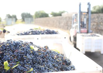 Se prevé una baja en la “cosecha vitivinícola”