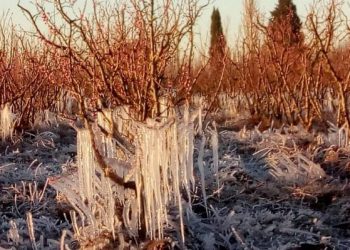 El Seguro Agrícola continúa el pago de compensaciones a más de 2.000 productores