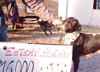 Veterinaria: se concretó la castración número 16 mil en el quirófano móvil del Municipio