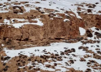 Viral: dónde está el leopardo de las nieves￼