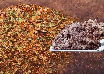 La escuela Martín Güemes concientiza sobre la importancia de las hojas como abono y para mantener la humedad