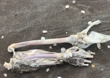 Estupor en la costa: un turista pescó restos humanos