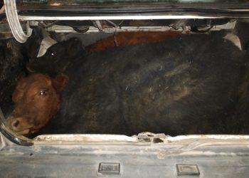 Importante operativo en San Rafael: Se secuestraron vehículos, animales bovinos, un cuchillo y dinero en efectivo