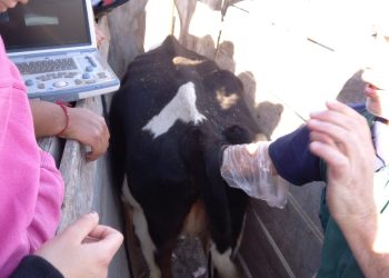 Alumnos de la escuela Martín Güemes de La Llave se capacitaron en inseminación artificial