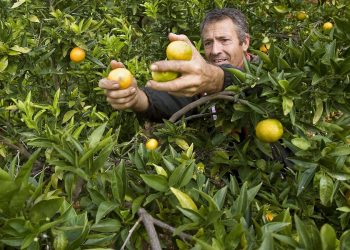 Buscan recolectar los cítricos para donarlos a merenderos de la Costa del Toledano y Monte Comán